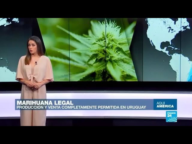 El Impacto Económico De La Legalización Del Cannabis: ¿Cómo Afecta Al ...