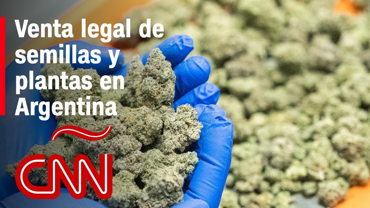 El Camino Hacia La Legalización De La Marihuana En Argentina Avances Desafíos Y Perspectivas 0703