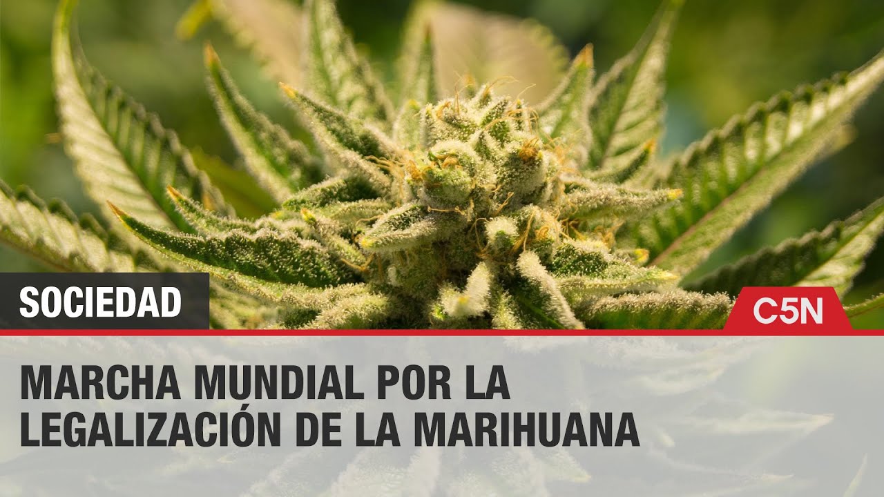 El Debate Sobre La Legalización De La Marihuana A Nivel Mundial ...