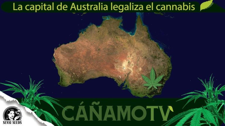 Toda la verdad sobre la legalización de la marihuana en Australia: ¿Es cierto?