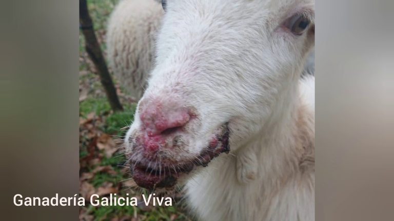 ¿Por qué deberías apoyar la legalización de las cabras en España?” – Todo lo que necesitas saber sobre la legalización de la cría y tenencia de cabras en nuestro país