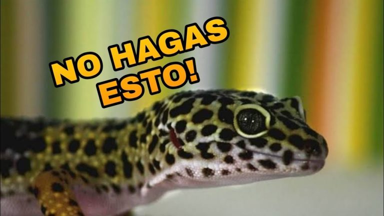 Guía completa: Cómo legalizar un gecko leopardo paso a paso en España | [Nombre de la web]