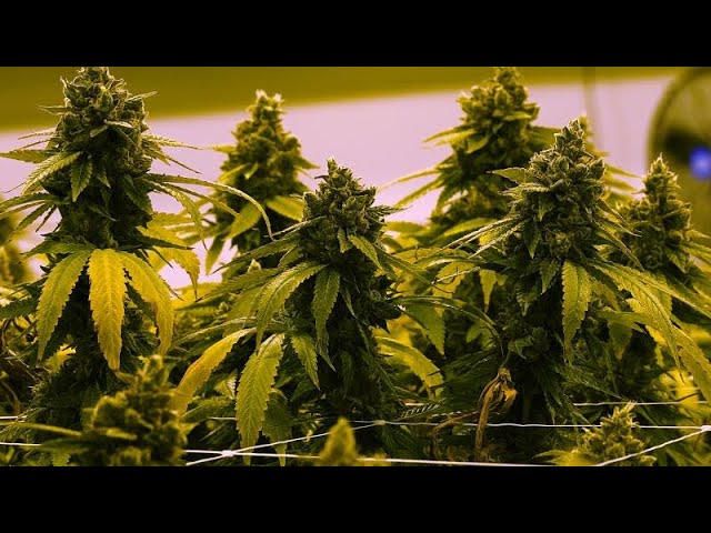Descubre el camino legal para el cultivo de cannabis: Guía paso a paso para obtener la legalización