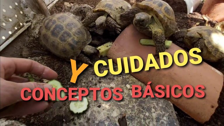 Guía completa sobre cómo legalizar tortugas de tierra en [país] – Todo lo que necesitas saber para hacerlo de manera legal en [fecha actual]