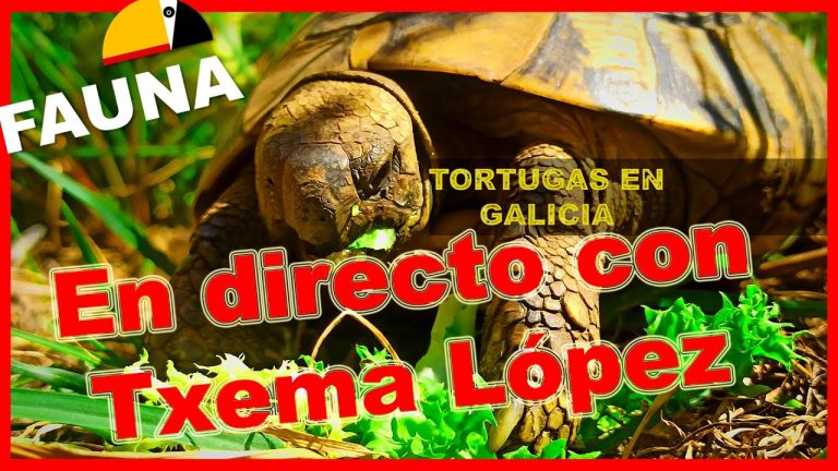Legalización de tortugas de tierra en Galicia: Guía paso a paso para cumplir con los requisitos actuales