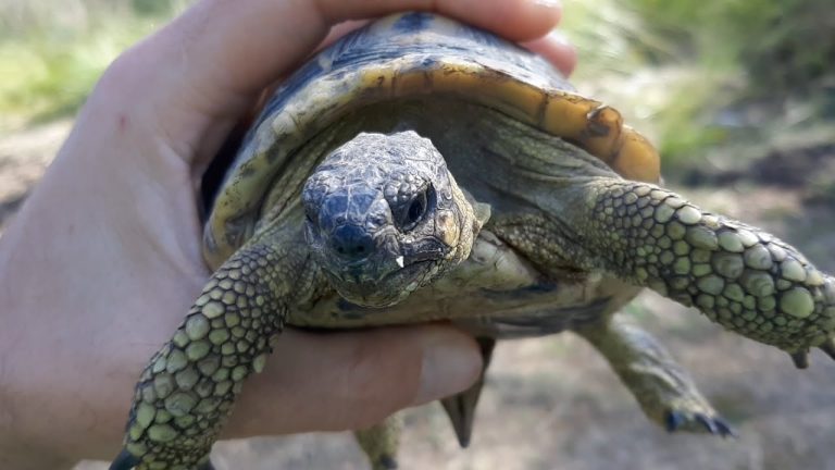 Cómo legalizar tortugas en Hernani: guía completa y paso a paso en 2021
