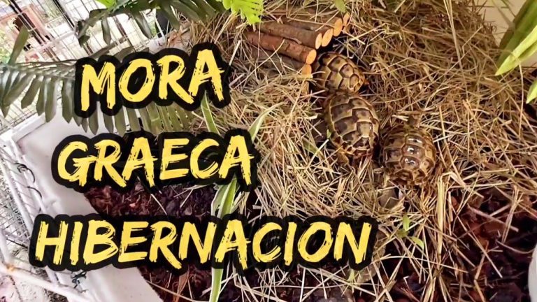 Descubre cómo legalizar tortugas moras en Málaga de forma sencilla y efectiva: Guía práctica de legalizaciones