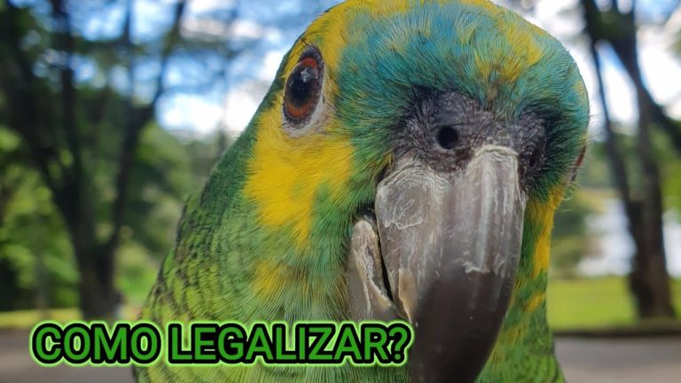 Guía completa sobre cómo legalizar un papagaio: Todo lo que necesitas saber para hacerlo de manera fácil y rápida