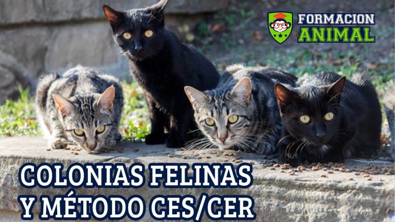 Descubre los pasos necesarios para legalizar una colonia de gatos en España: Guía completa