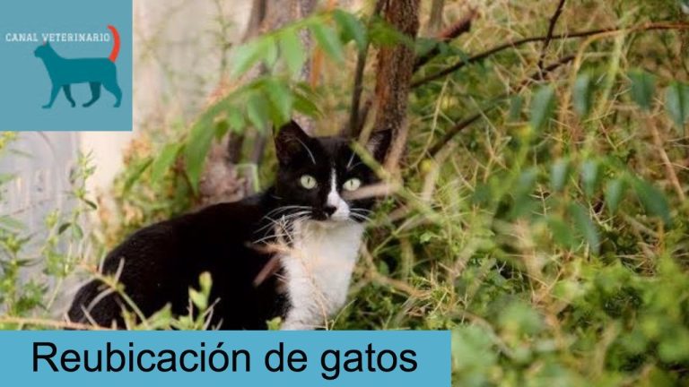 Guía completa: Cómo legalizar una colonia de gatos en Valencia paso a paso – Soluciones legales para cuidadores de felinos callejeros