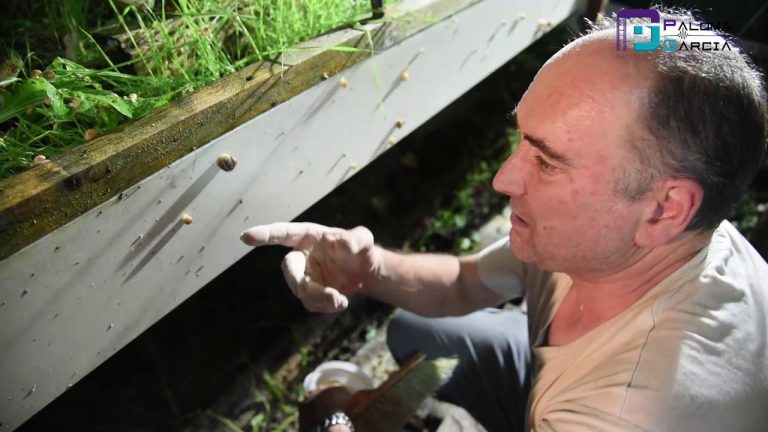 Descubre cómo legalizar una granja de caracoles de forma efectiva y sin complicaciones