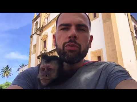 Cómo comprar un macaco legalizado de forma legal | Guía completa 2021