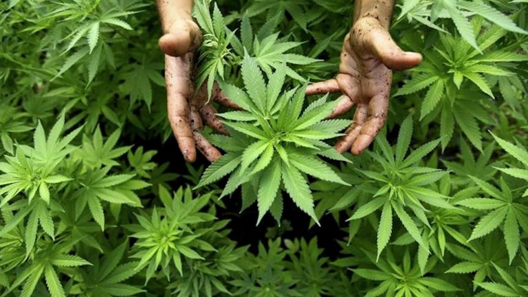 Descubre los países que han legalizado las drogas: Una mirada a los avances en el terreno de la legalización