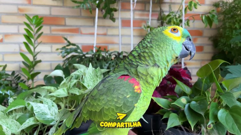 Descubre cómo tener un papagayo legalizado de forma fácil y rápida en tu hogar | Guía completa de legalización para mascotas exóticas