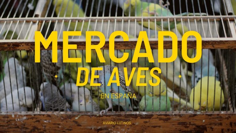 ¿Cómo comprar aves silvestres legalizadas en España? Guía completa y actualizada para cumplir con la normativa