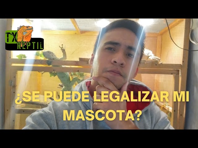 Descubre cómo legalizar tu iguana mascota en casa: Guía completa y paso a paso
