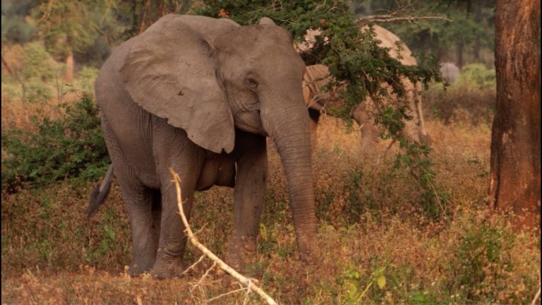 Documentación necesaria para legalizar colmillos de elefante: Guía completa actualizada para obtener los permisos necesarios