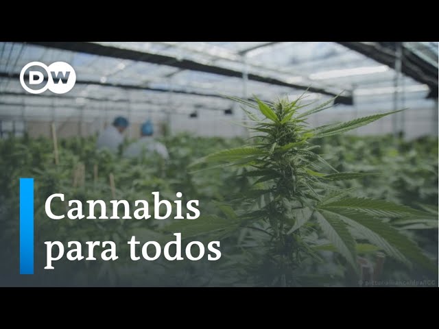 La legalización de la marihuana en Uruguay: un documental que explora los aspectos legales y sociales de este histórico cambio