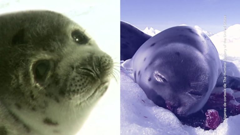 ¿Qué significa realmente la legalización de matar focas en Canadá?: Todo lo que necesitas saber