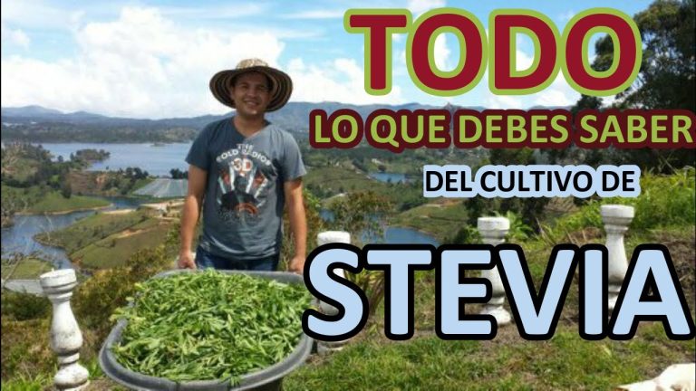 Descubre todo sobre la legalización de la siembra de stevia: ¿Es legal en tu país?