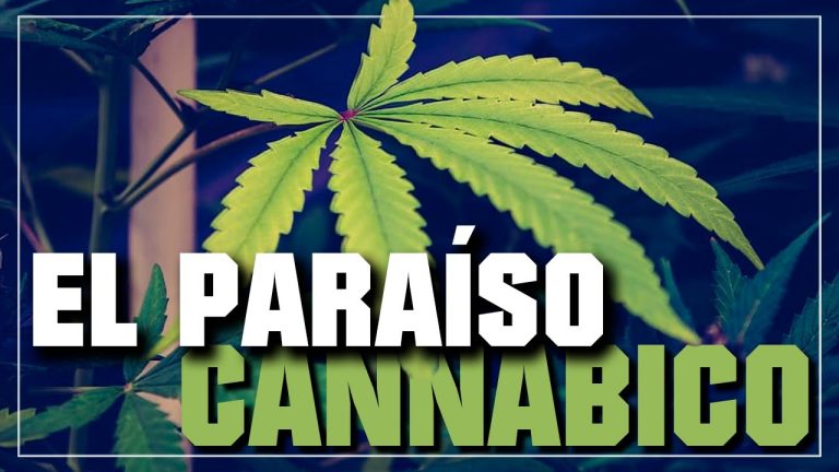 Humboldt a la vanguardia de la legalización: Descubre cómo la marihuana se convierte en una oportunidad para el crecimiento económico