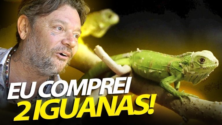 ¿Cómo legalizar tu iguana? Descubre todo lo que necesitas saber para tener tu mascota en regla