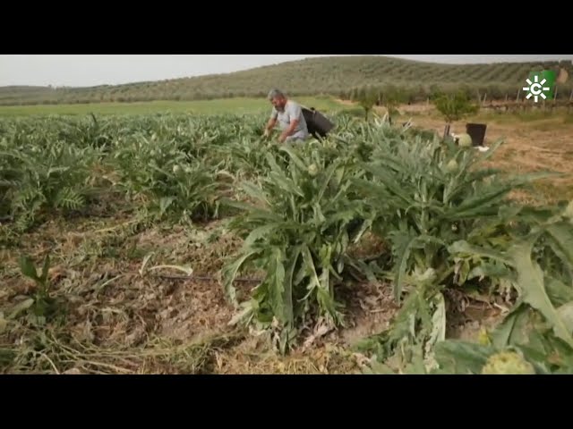 Legalización de la explotación de agricultura ecológica en Andalucía: todo lo que necesitas saber