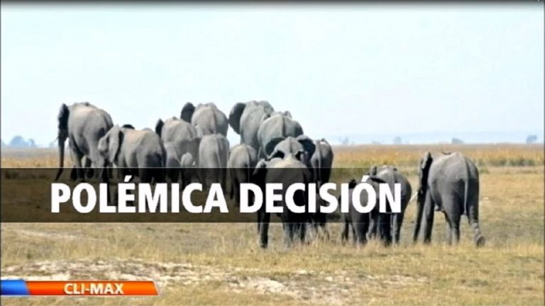 La polémica detrás de la legalización de la caza de elefantes y su impacto en la conservación de la especie
