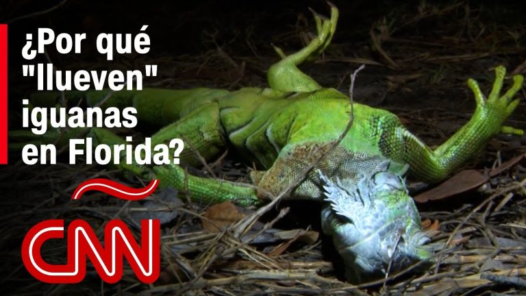 Florida legaliza la caza de iguanas: Conoce todo sobre esta nueva ley en el mundo de las legalizaciones