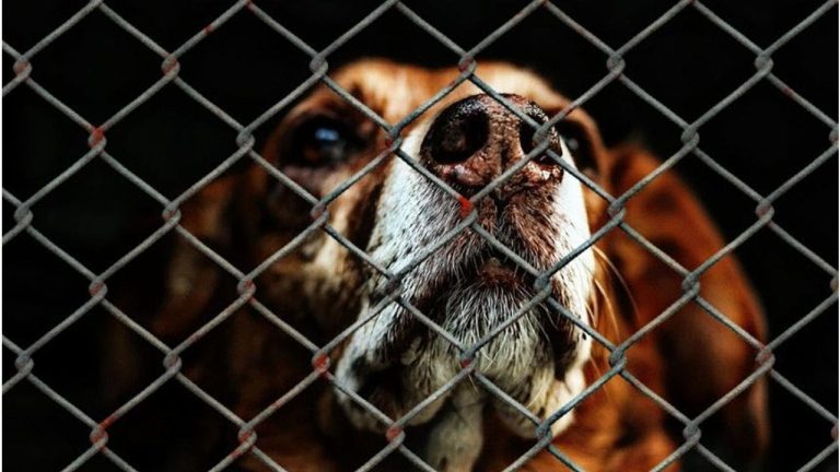 ¿Legalización de la eutanasia canina en Argentina? Descubre el polémico debate sobre la situación de los perros callejeros en nuestro país