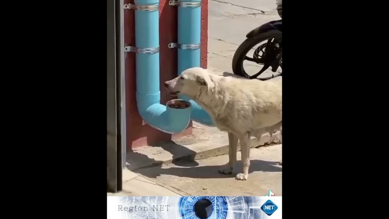 Legalización de la eliminación de perros callejeros que obstruyen la circulación: ¿Beneficio o crueldad? | [Nombre de la web]