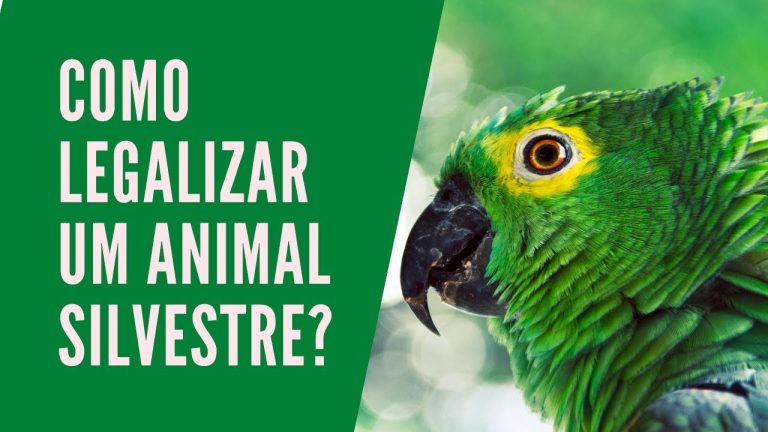 El debate sobre legalizar animales silvestres: ¿Por qué deberíamos considerarlo?