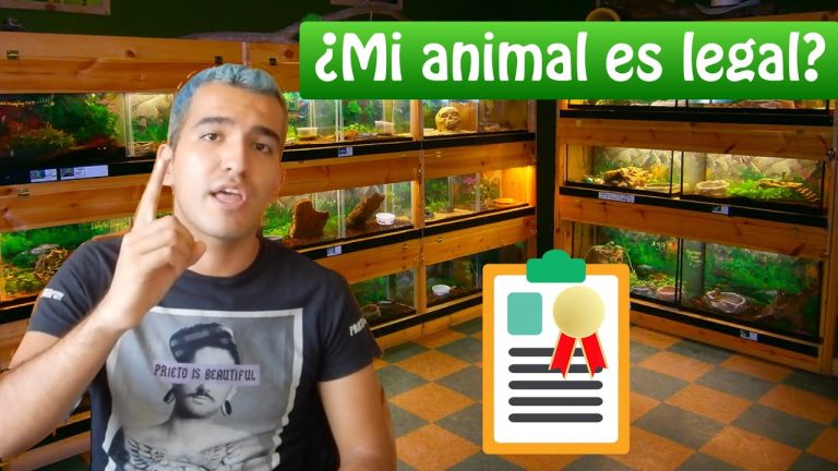 Toda la verdad sobre la legalización de animales exóticos en España: ¿Cuáles son las últimas novedades?